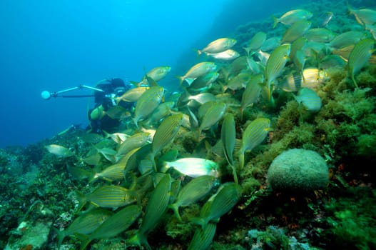 School of fish in the Mediterranean Sea