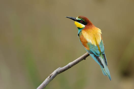 Bee-eater