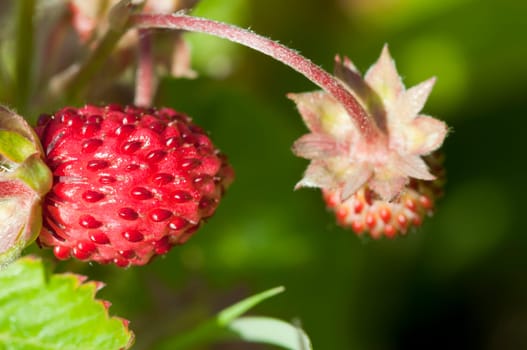 Forest Strawberry - Fragaria vesca