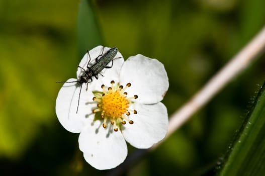 Forest strawberry with thigh beetle