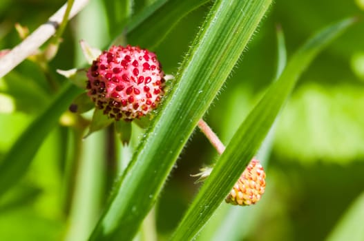 Forest Strawberry - Fragaria vesca