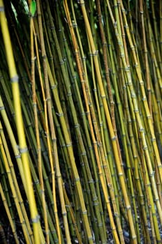 Bamboo jungle - Monte Palace botanical garden