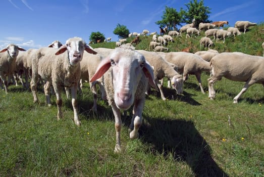 Altmühltal sheep