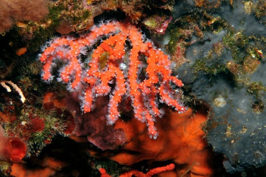 The precious corals can be found in the Mediterranean Sea in caves and under overhangs. At greater depths,they are "harvested"" by divers to later make jewelry out of them."