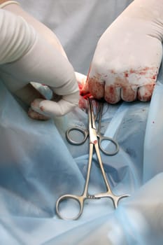 Surgery in dogs