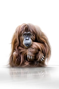 Ape