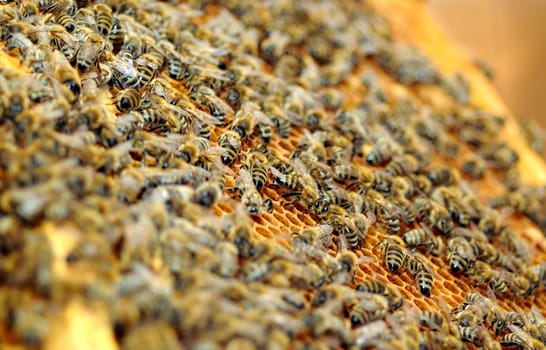 Honeycomb with bees