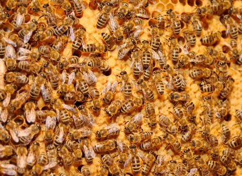 Honeycomb with bees