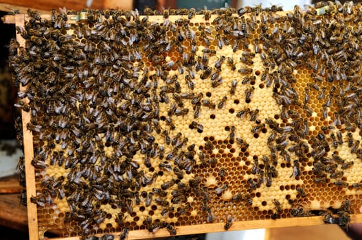 Honeycomb with bees