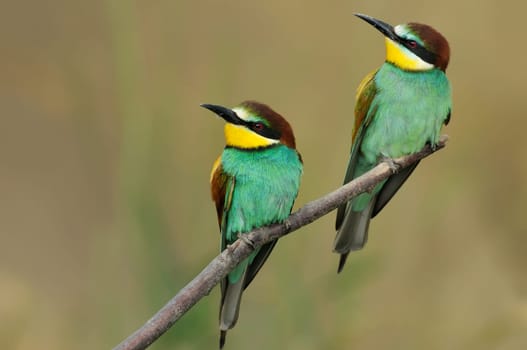 Bee-eater couple