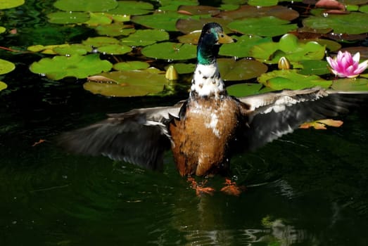 The duck in the lily pond
