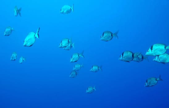 Mediterranean Fish