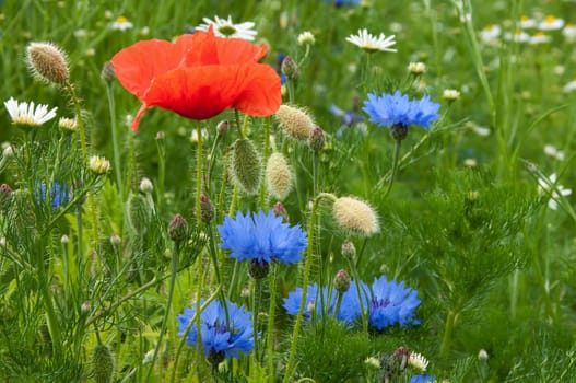 Flower meadow