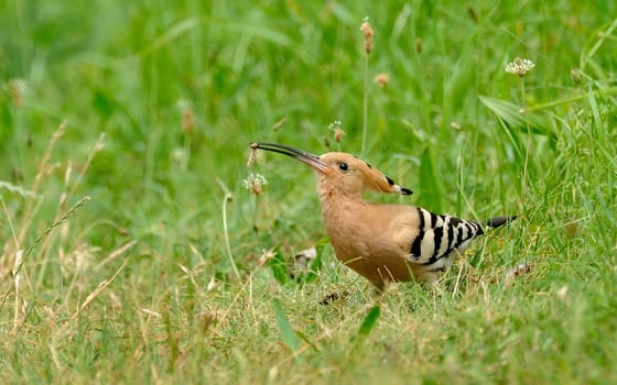Hoopoe with prey
