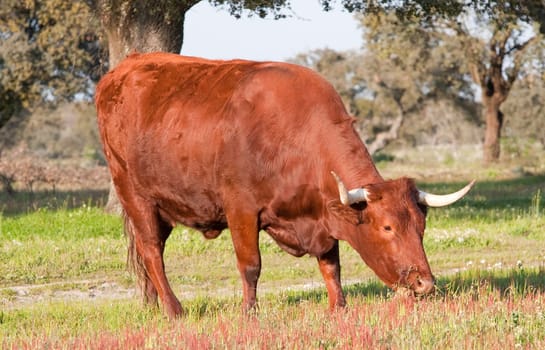 Cow in the field