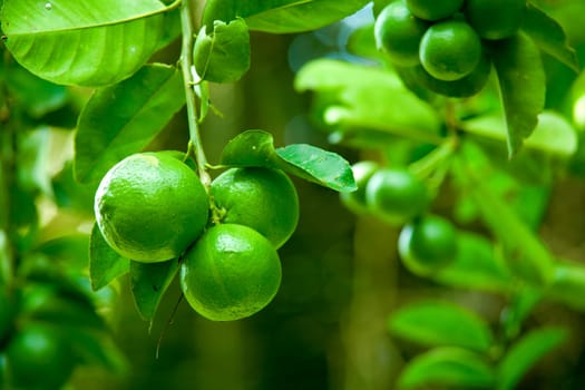 Limes