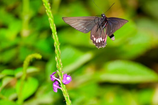 Transandean Cattleheart