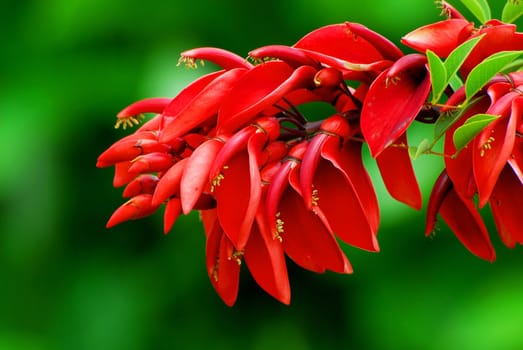 Coral Shrub