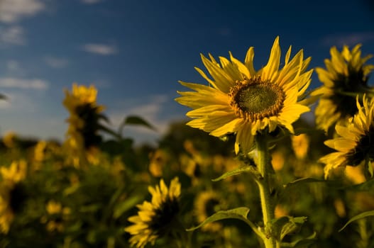 Sunflower Field