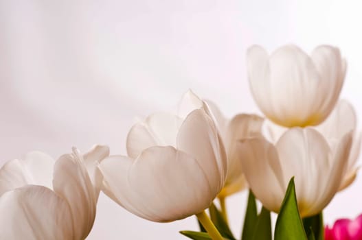 white tulips