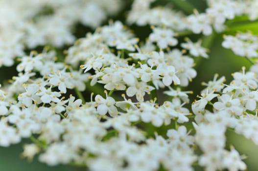 Elderflower