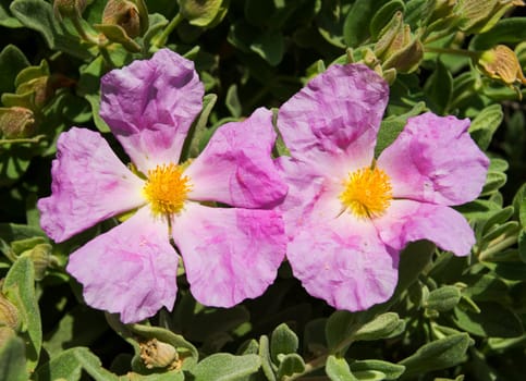 Flowering cistus in the south of France