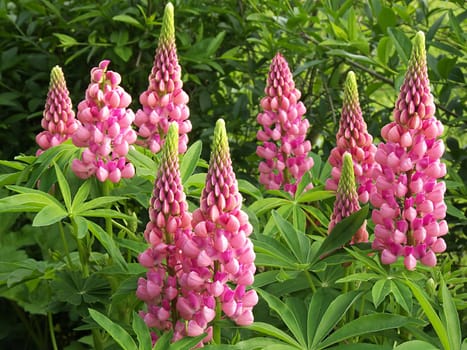 Lupin
