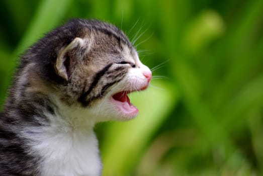 3 WEEK OLD KITTEN