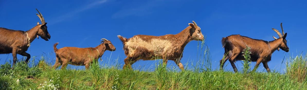 Goat panorama