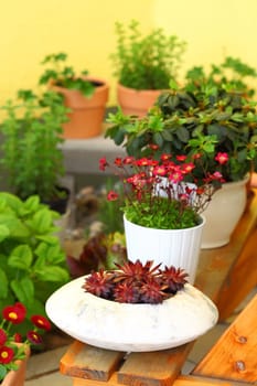 Terrace or roof gardening