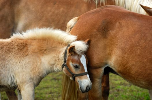 Haflinger - Foal,Haflinger horse (Equus przewalskii f. caballus)