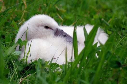 Cygnet