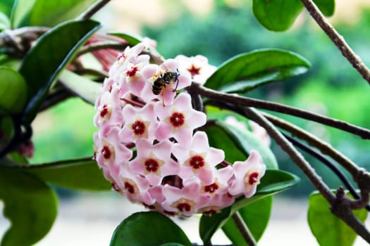 Honeybee on pink flower