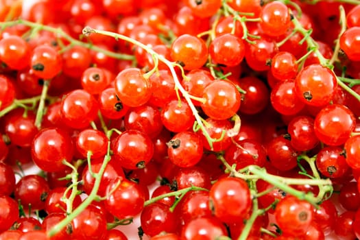 Red currant