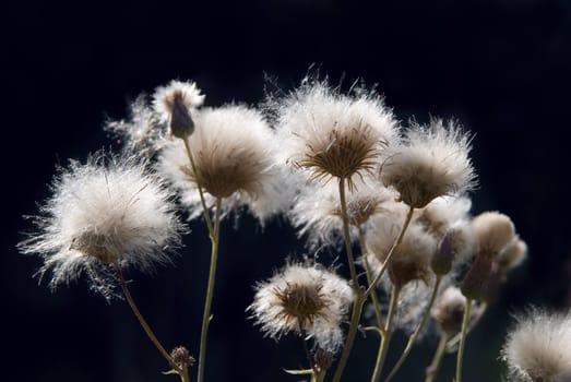 Thistle