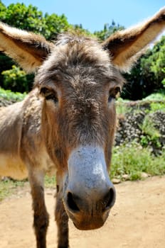 Donkey