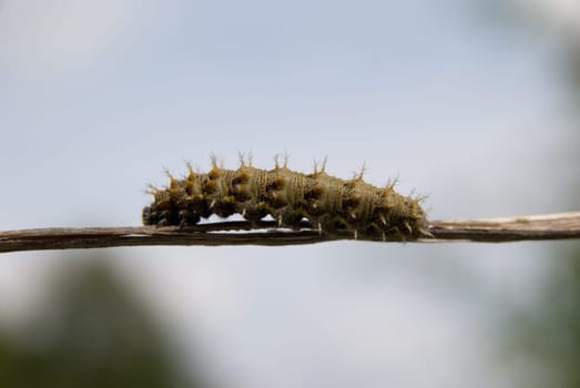 Caterpillar Painted Lady Butterfly