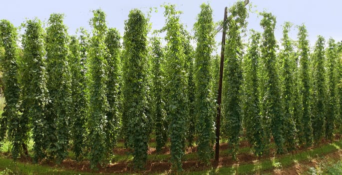 Hop field