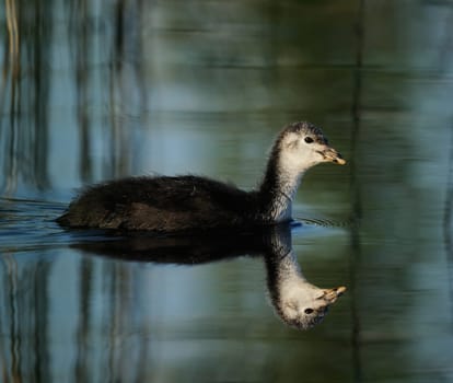 Young coot