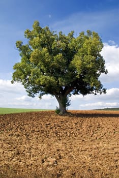 lonely oak