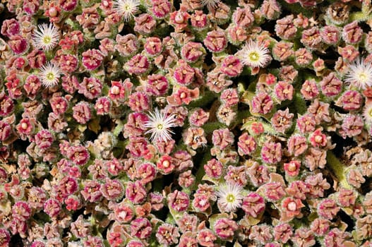Spanish Flowers