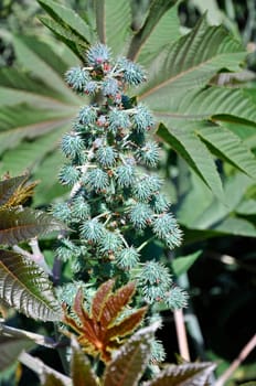 Castor bean