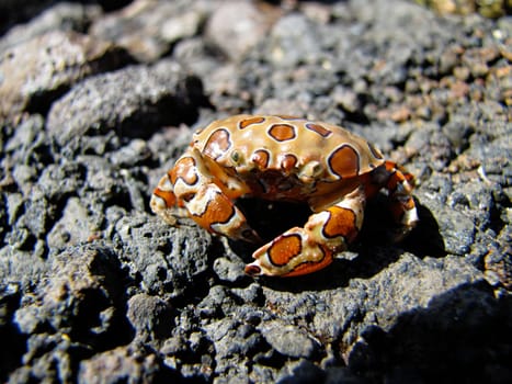 Tabby Crab