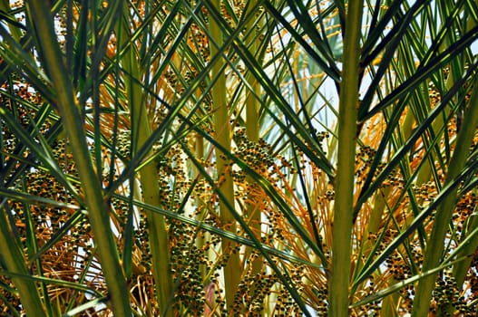 Canarian date palm with fruits