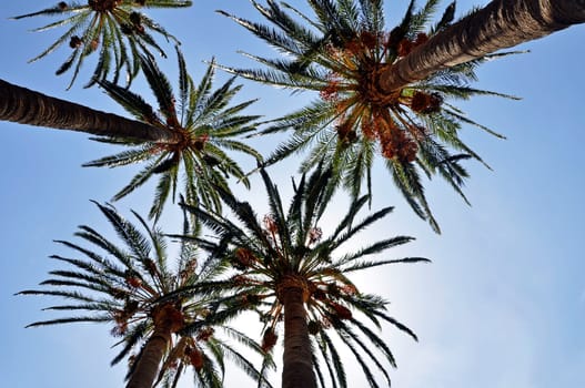 Palm Heaven