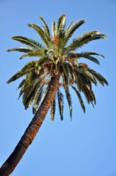 Single Palmtree