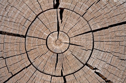 Heartwood