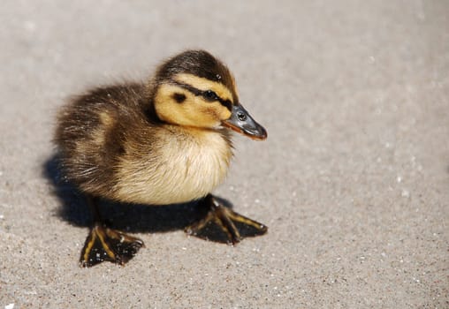 Duckling