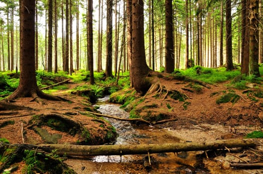 Fairytale forest and stream