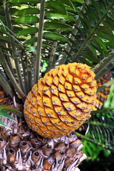 Cycad cone, Encephalartos Transvenosus - Monte Palace botanical garden, Monte, M